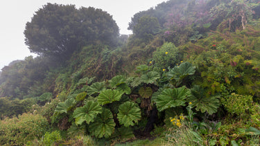 10 GUNNERA INSIGNIS Giant Rhubarb (Leaves up to 6' Wide, Red Flower Spikes to 3') Dinosaur Plant Seeds